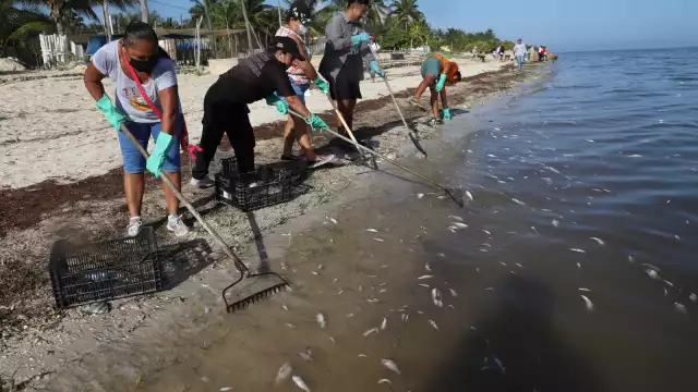 Cinco millas al Norte del puerto se desplazan otras manchas, algunas de las cuales se mantienen cerca del fondo del mar