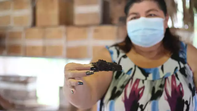 Kaabnálo’on dijo que en Maxcanú se instalaron plantas de cerdos que afectan a 29 colmenas