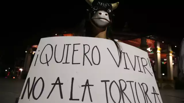Animalistas manifestaron que el Ayuntamiento sigue haciendo mal las cosas con relación al respeto a la fauna