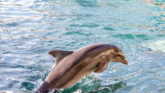 Presentan investigación de 5 años en la cual recolectaron información de más de 200 cetáceos