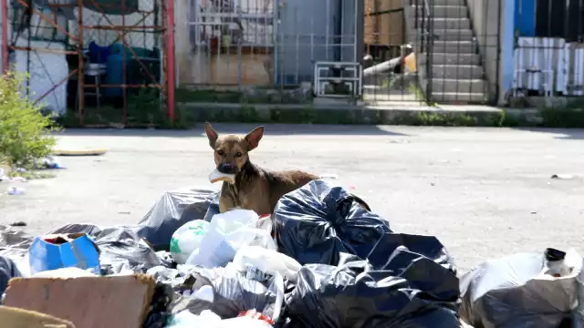 Entre 20 y 35 denuncias de perros que reciben algún tipo de maltrato, no sólo en Villas Otoch, sino por todo Cancún