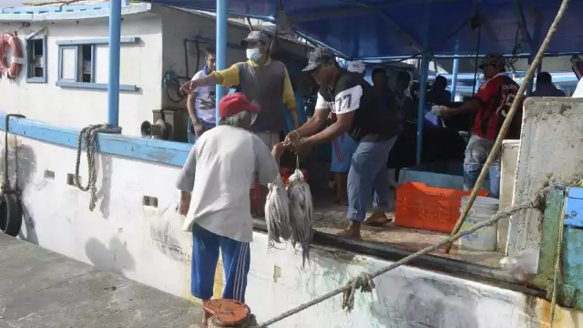 La temporada de pulpo en Yucatán ha estado teniendo buenas rachas para los pescadores de la costa