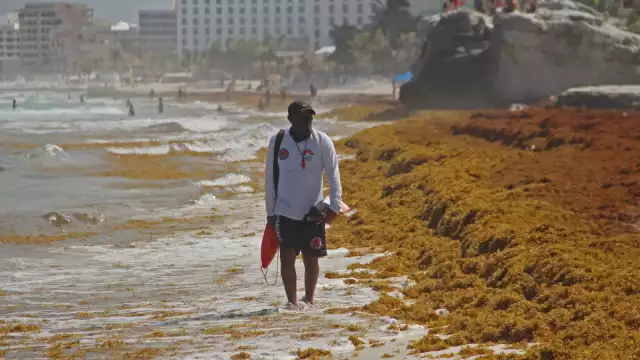 Sargazo resta belleza a las playas de Cancún