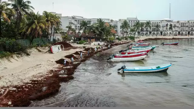 Ya comienza a notarse la presencia del sargazo en el estado
