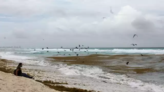 Retiran sargazo a marchas forzadas