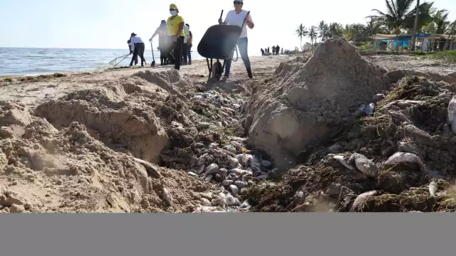 Autoridades limpian las playas de especies marinas que recalan en la arena