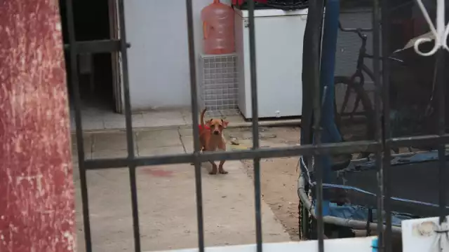 La nueva ley amplía la protección a todos los animales, pero desliga a la tauromaquia