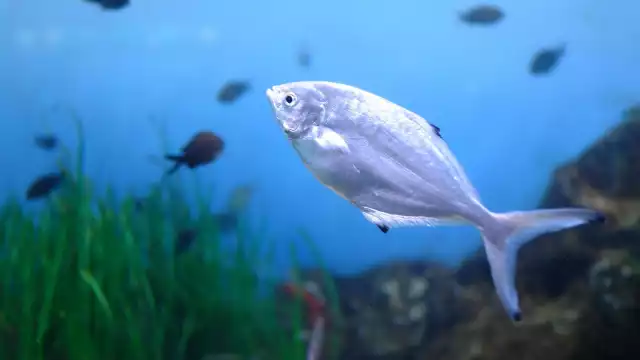 El pez palometa es fácil de encontrar en lugares de Quintana Roo como en Isla Blanca donde abundan las personas que acuden a su captura