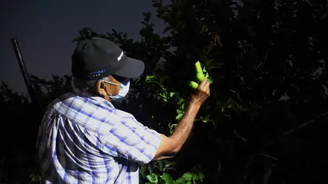 Don Jorge carga en el hombre izquierdo un fusil para defender su producción de limón persa