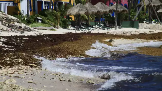 Se observa una cantidad considerable de sargazo