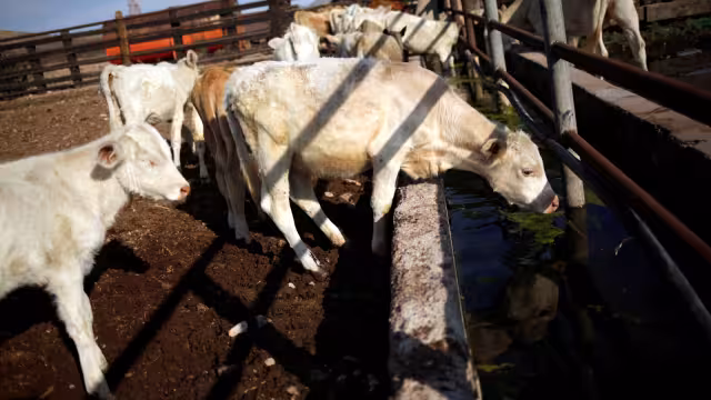 La brucelosis puedes se contagiada de animales a humanos (Reuters)