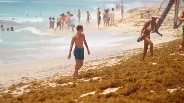 En Playa del Carmen, son 11 playas las que registrasn mayor arribo de sargazo, de las cuales una está marcada en color rojo, que es la de mayor afectación, según la Red de Monitoreo de la macroalga