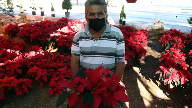 Su popularidad internacional se debe a que este arbusto ha sido asociado a las festividades decembrinas ya que su floración ocurre entre los meses de noviembre y enero.