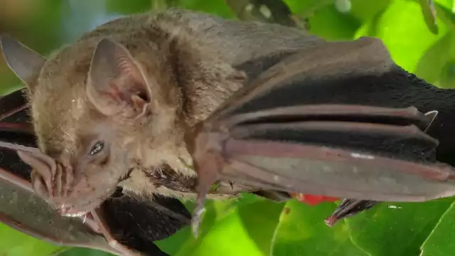 Los mayas relacionaban al murciélago, al que llamaban “zotz”, con la noche, la oscuridad, la muerte y la sexualidad