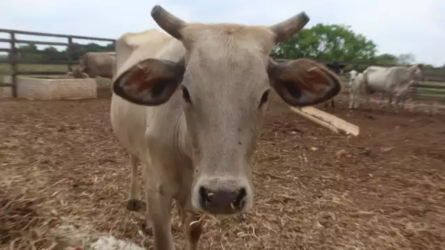 Ganaderos de Q. Roo tienen la oportunidad de exportar