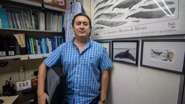 Raúl Díaz Gamboa, jefe del departamento de biología marina de la UADY, indicó que los atascamientos obedecen a mútiples factores