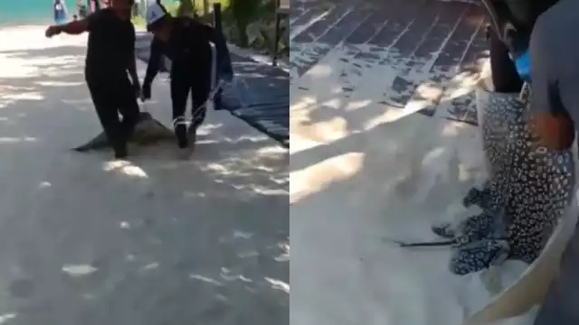 El animal fue arrastrado desde el mar hasta un triciclo, que los pescadores tenían listo para llevárselo en Playa del Carmen