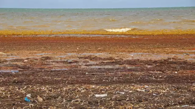La Secretaría de Marina (Semar) informó que los arenales de Othón P. Blanco continúan en semáforo rojo debido al exceso de sargazo