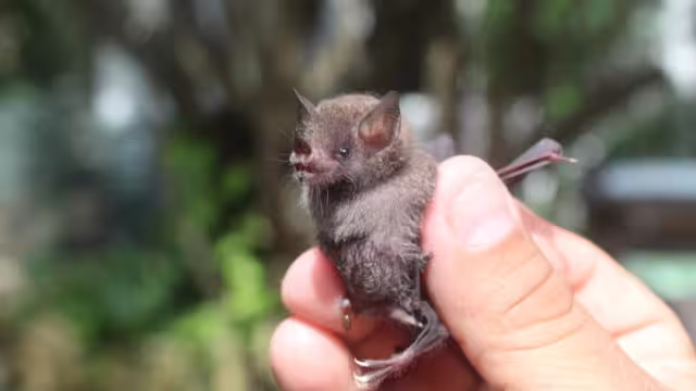 Los murciélagos son considerados como una de las principales especies dispersora de semillas, polinizadora