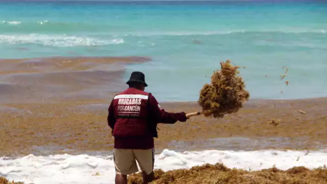Semáforo de sargazo en playas de Quintana Roo