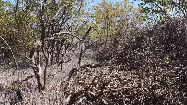 Conanp no ha dado declaración alguna