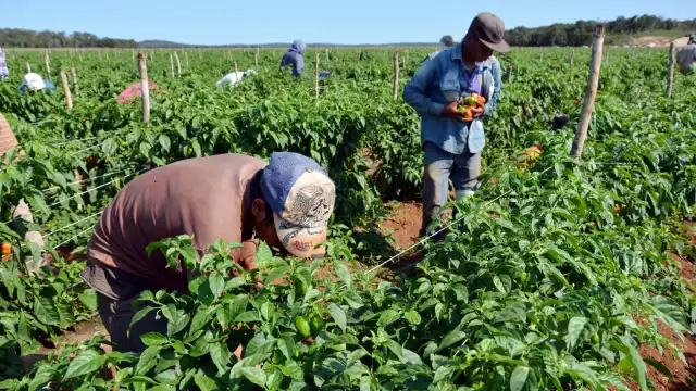El uso de herbicidas ha puesto en peligro las zonas naturales de Campeche