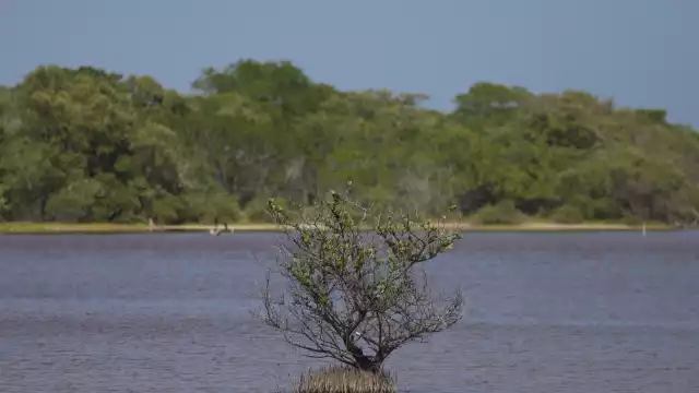 Pronatura señaló que para resanar la vegetación se tiene que realizar un estudio e identificar los motivos por el cual se perdió y qué consecuencias trajo en ese sector