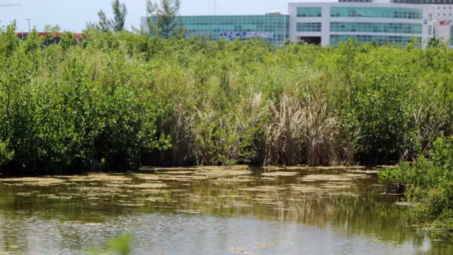 El manglar cubre el 83 por ciento de la costa de Quintana Roo que equivale a mil 398 kilómetros