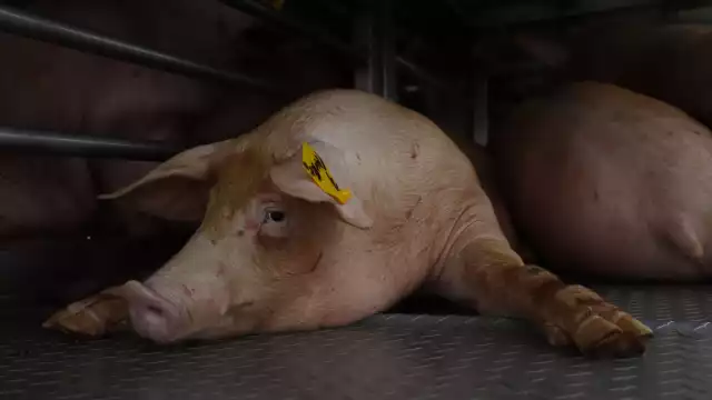 Kanan Derechos Humanos determinó que la empresa manipula a la gente de comunidades subdesarrolladas