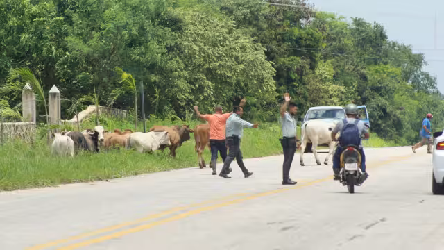 Los propietarios se las ingeniaron para ingresar de nuevo al ganado