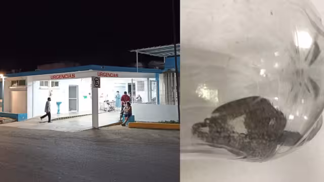 La serpiente fue capturada para presentarla ante los médicos del Hospital General de Carrillo Puerto y aplicarle el antídoto correcto a la víctima