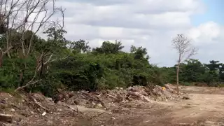 Mafia maderera impune en Quintana Roo; hay denuncias, pero ningún detenido