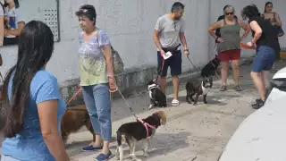 Vacunan a 61 mil perros y gatos tras la muerte de un hombre por rabia en Cancún