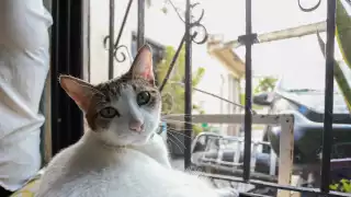 Sergio Herrera Mejía, Presidente del Colegio Mexicano de Veterinarios Zootecnistas de Quintana Roo, pidió verificar si la clínica donde atienen a las mascotas, tiene los permisos para dar el servicio