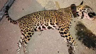 Atropellan a jaguar que era monitoreado en Solidaridad sobre la carretera federal 307