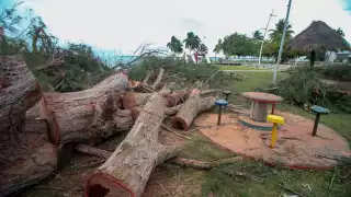 La Procuraduría de Protección al Ambiente de Quintana Roo tiene pendiente la invstigación sobre la tala de árboles en Chetumal