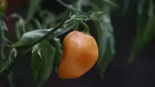 Campeche producen aloe vera en polvo o gel, chocolate para mesa, miel, arroz orgánico y ganado orgánico