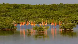 Yucatán pierde 100 hectáreas de manglares al año por la contaminación; revela Cinvestav