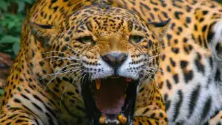 Jaguar, especie amenazada por la caza y la mancha urbana en la Península de Yucatán