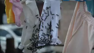 Protección Civil pidió a la gente que evite encuentros con abejas y avispas, por riesgo de ataques