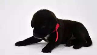 Policías de Cancún buscan hogar para tres cachorros