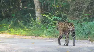 Tras decreto del APFF Jaguard de Quintana Roo, México cuenta con 185 Áreas Naturales Protegidas