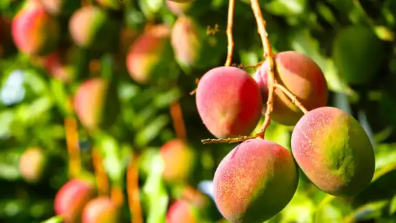 El mango en la Península de Yucatán es el más consumido
