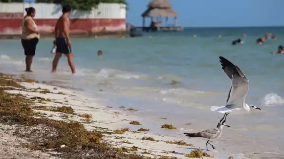El sargazo ha sido un grave problema para Playa del Carmen