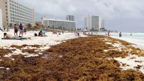 En 2021, Cancún fue uno de los destinos turísticos de Quintana Roo con más afectaciones por la llegada de sargazo a sus playas En 2021, Cancún fue uno de los destinos turísticos de Quintana Roo con más afectaciones por la llegada de sargazo a sus playas