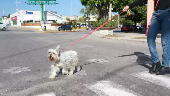 Cancunenses aprovechan cruzar con sus perros en zonas marcadas Cancunenses aprovechan cruzar con sus perros en zonas marcadas