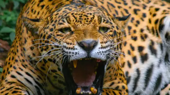 Los animales viejos y lastimados ya no pueden acceder tan fácil por sus presas, al encontrarse entre campos para agricultura, ganadería o megaproyectos en la zona urbanizada