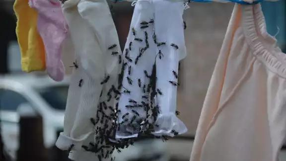Protección Civil pidió a la gente que evite encuentros con abejas y avispas, por riesgo de ataques Protección Civil pidió a la gente que evite encuentros con abejas y avispas, por riesgo de ataques