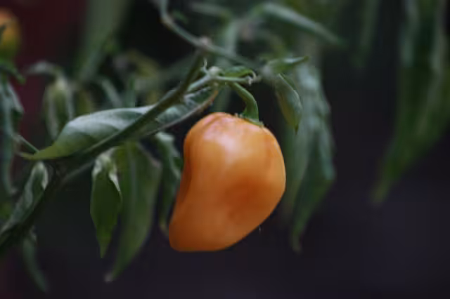 Campeche producen aloe vera en polvo o gel, chocolate para mesa, miel, arroz orgánico y ganado orgánico