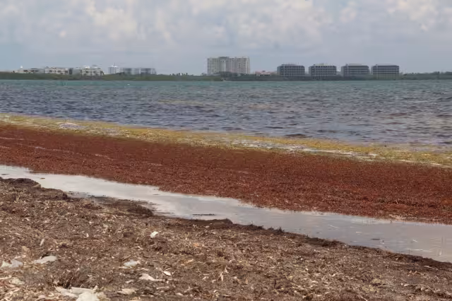 La cantidad de sargazo es mucha y las playas se pintan de café